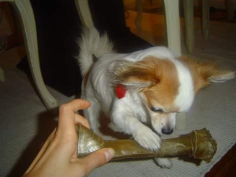 Chihuahua Fendi - Intet er for stort til Fendi... billede 6