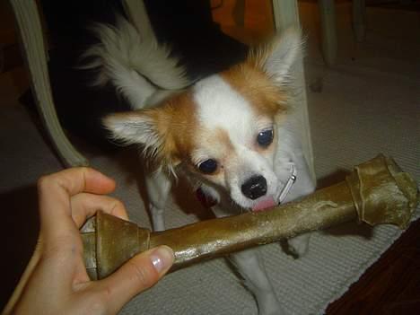 Chihuahua Fendi - "Det er ikke størrelsen det kommer an på..." billede 7