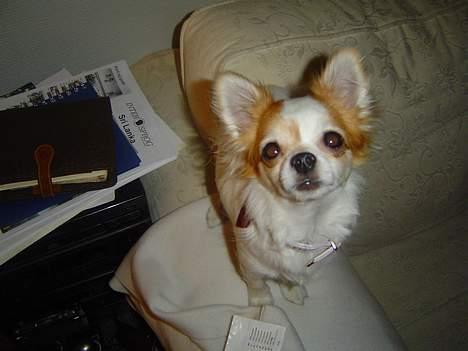 Chihuahua Fendi - Fendi på sofaen... billede 8