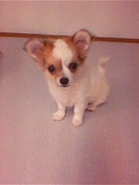 Chihuahua Fendi - Baby-Fendi billede 9