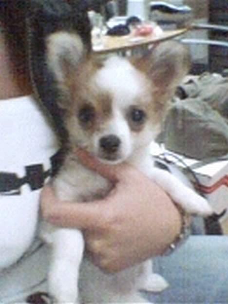 Chihuahua Fendi - Fendi 3 mrd. billede 10