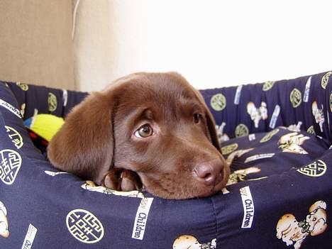 Labrador retriever Oliver billede 1