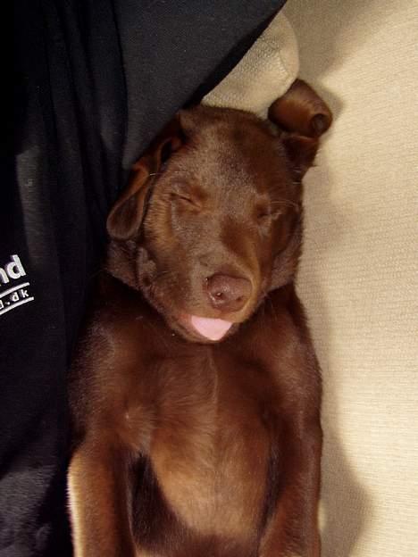 Labrador retriever Oliver billede 2