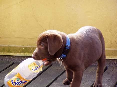 Labrador retriever Oliver billede 4