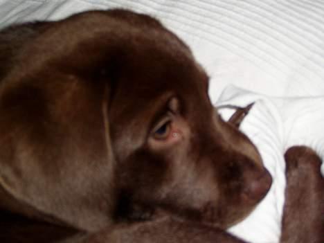 Labrador retriever Oliver billede 5