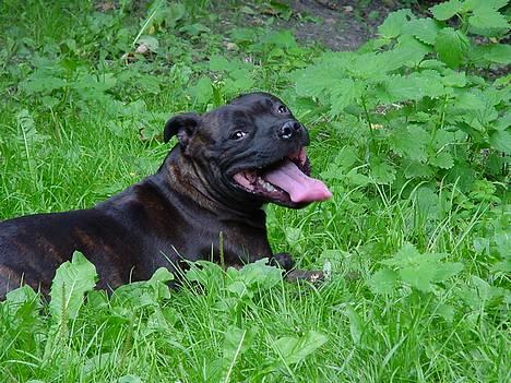 Staffordshire bull terrier !ANDERS´ EIGIL - SMIIIIL !   til fotografen billede 13