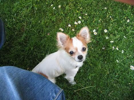 Chihuahua Fendi - Fendi Linselus billede 11