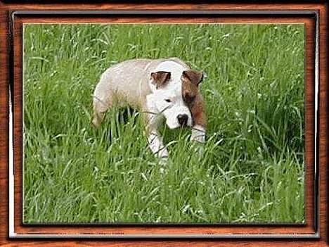 Amerikansk staffordshire terrier Spirit - En lille løbetur i græsmarken som et årig .. billede 2
