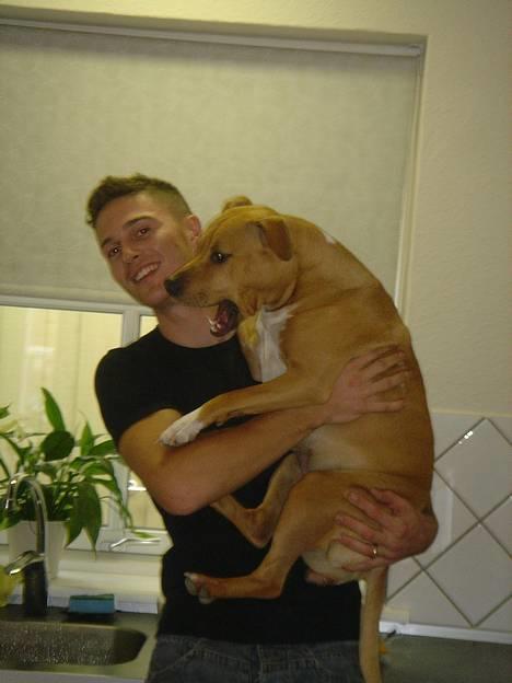 Amerikansk staffordshire terrier Nero billede 15