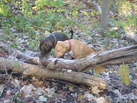 Amerikansk staffordshire terrier Nero billede 16