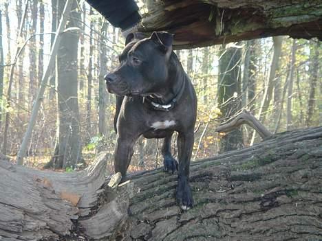 Amerikansk staffordshire terrier Nero billede 17