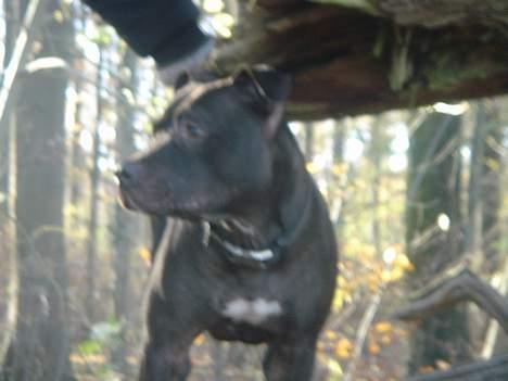Amerikansk staffordshire terrier Nero billede 18