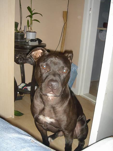 Amerikansk staffordshire terrier Nero billede 19