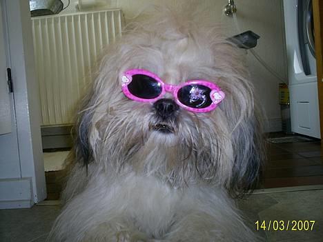 Lhasa apso Buller - Hr.Smart billede 6