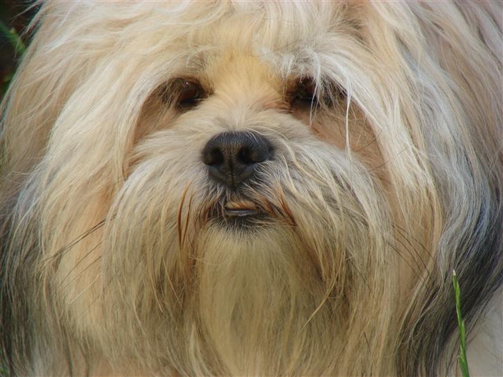 Lhasa apso Buller billede 7