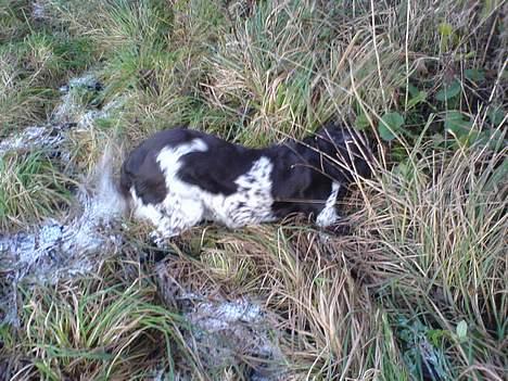 Kleiner münsterländer Itti Farum - Kom så frem mus!! billede 14