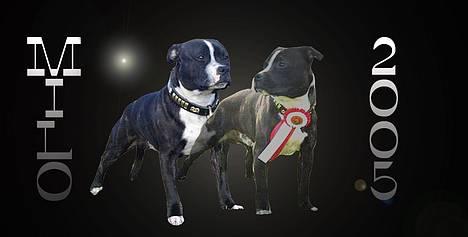 Staffordshire bull terrier roxystaff Milo billede 20