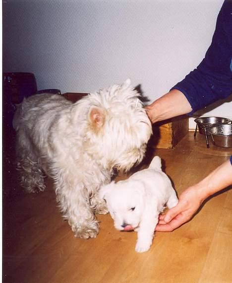 West highland white terrier Jack - her er jeg så med min mor billede 9