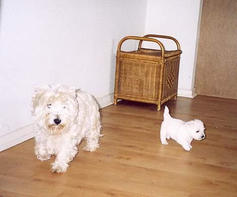 West highland white terrier Jack - igen mig og mor billede 10