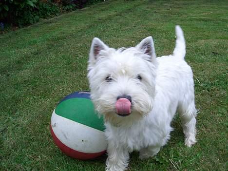 West highland white terrier Jack - er der ingen der vil spille bold ? billede 12