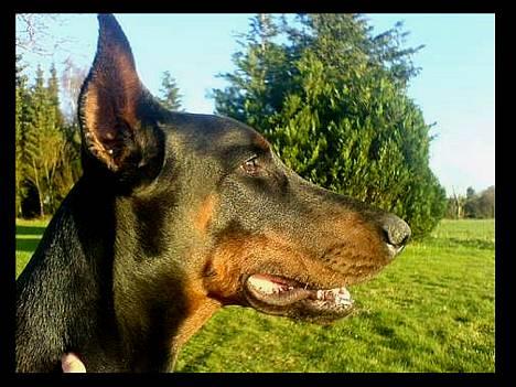 Dobermann Nagan *død* billede 13