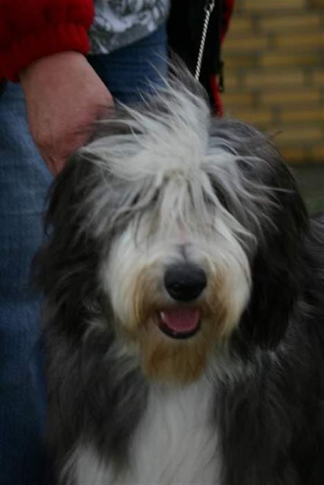 Bearded collie Megan billede 15