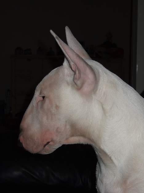 Bullterrier Vili - Min mor syntes at jeg er så flot i profil billede 8