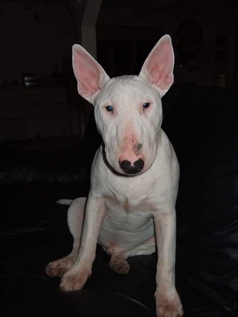Bullterrier Vili - Og lige så smuk her. billede 9