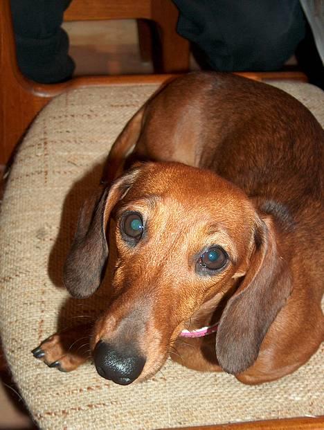 Dværggravhund Luna - tag nu det billed *s* billede 1