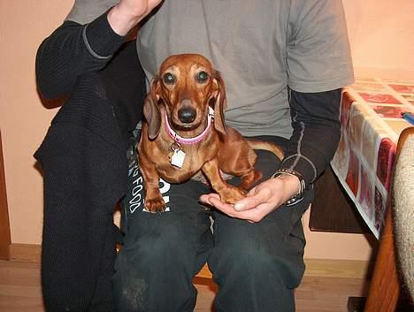 Dværggravhund Luna - Sidder lige og slapper af .... billede 2