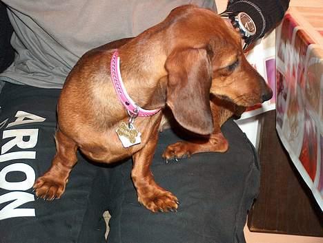 Dværggravhund Luna - ikke flere billeder tak *gg* billede 3