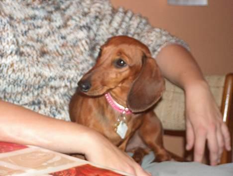 Dværggravhund Luna - hygge ... billede 4