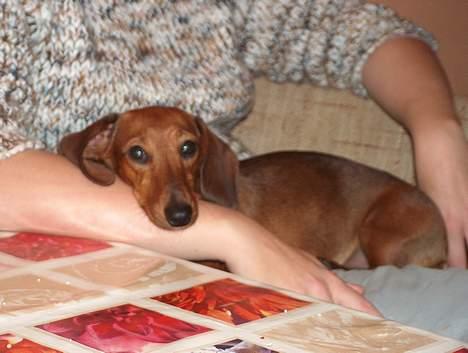 Dværggravhund Luna - der er ikke noget bedre end at putte på skødet af mor .... billede 5