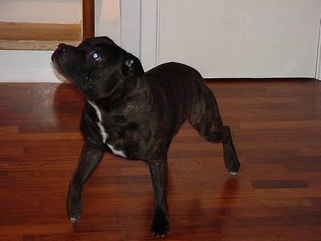 Staffordshire bull terrier !ANDERS´ EIGIL billede 14