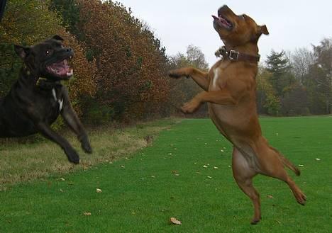 Staffordshire bull terrier !ANDERS´ EIGIL - Staff på helium ! billede 15