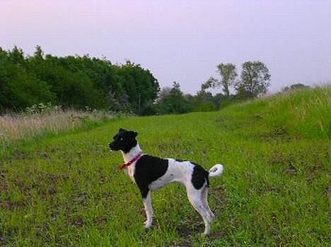 Dansk svensk gaardhund Thea billede 1
