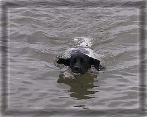 Dansk svensk gaardhund Thea billede 2