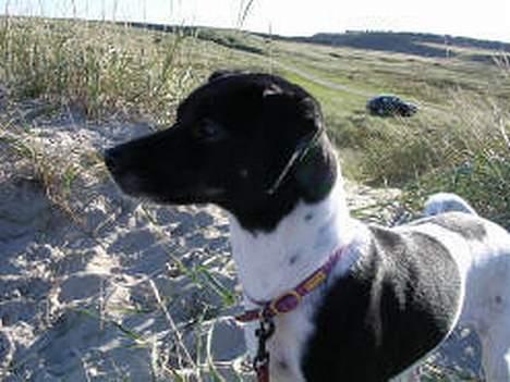 Dansk svensk gaardhund Thea billede 3