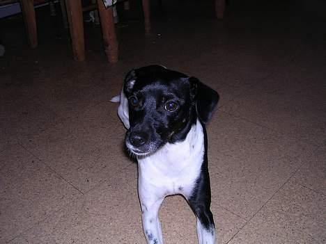 Dansk svensk gaardhund Thea billede 4