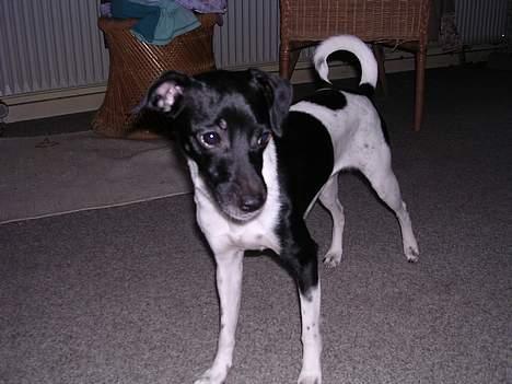 Dansk svensk gaardhund Thea billede 5