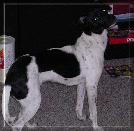 Dansk svensk gaardhund Thea billede 6