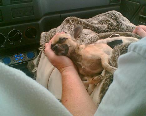 Chihuahua Nico *07.09.* - Faldt lige i søvn i morfars hånd mens vi kørte  billede 16