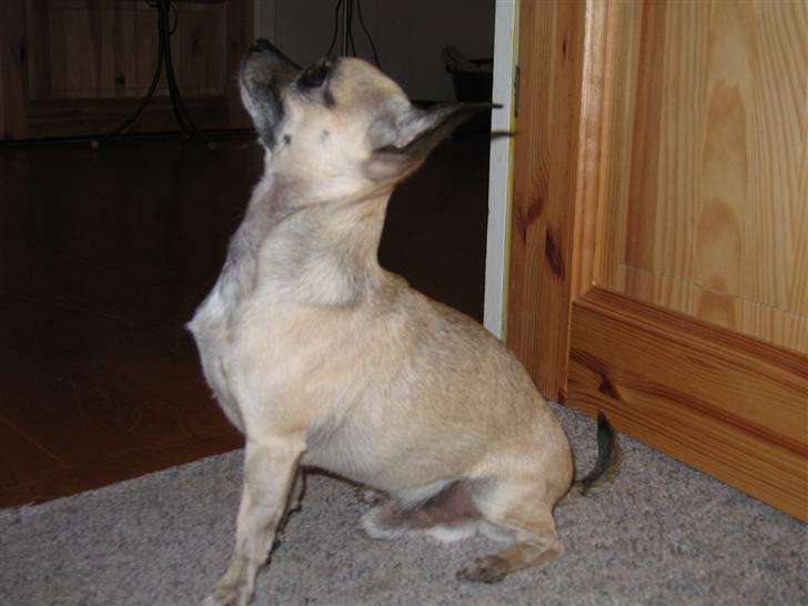 Chihuahua Nico *07.09.* - sidder jeg ik flot. billede 18