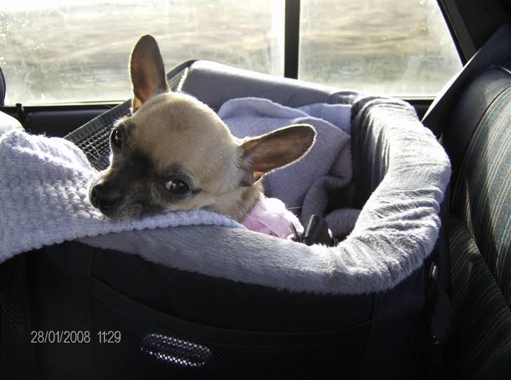 Chihuahua Nico *07.09.* - mig i min nye babystol hehe, på vej over at hente shelby billede 19
