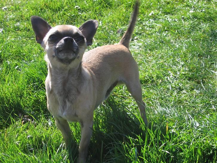 Chihuahua Nico *07.09.* - hvor er jeg fiiin.. det siger moar også jeg er  billede 20