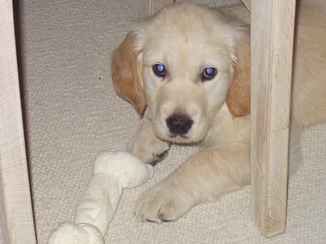 Golden retriever "McKenzie" - Her er McKenzie med en af sine mange bideting billede 1