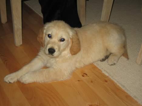Golden retriever "McKenzie" billede 4