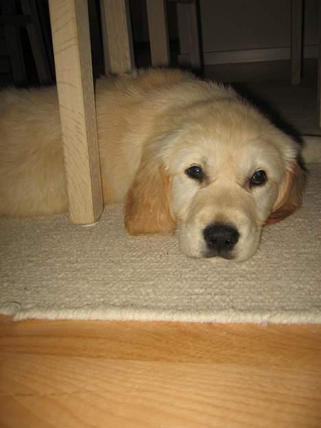 Golden retriever "McKenzie" billede 5