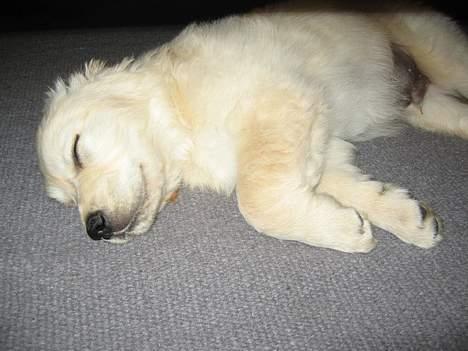 Golden retriever "McKenzie" - McKenzie når han er sødest, i drømmeland billede 6