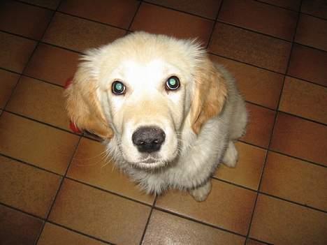 Golden retriever "McKenzie" - Nu er jeg 13 uger og klar til mit nærbillede billede 7